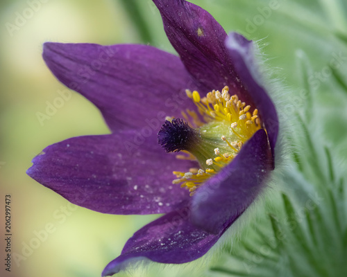 Принти на полотні A close-up shot of a vibrant purple pasqueflower with yellow stamens blooming in spring