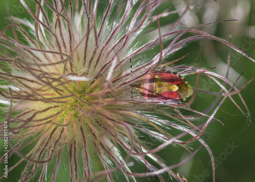 Cuadro en lienzo Close-up of a hairy shieldbug nestled inside the feathery seed head of a pasqueflower