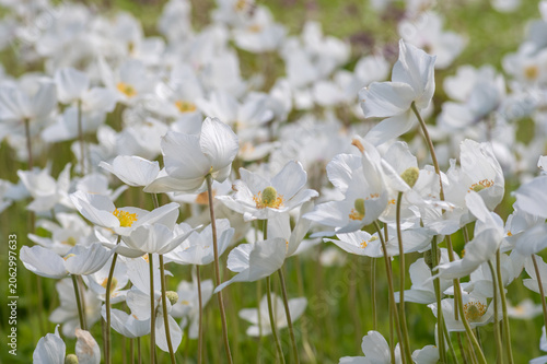 Cuadro en lienzo A dense field of blooming white snowdrop anemone flowers on tall green stems in a sunny spring meadow