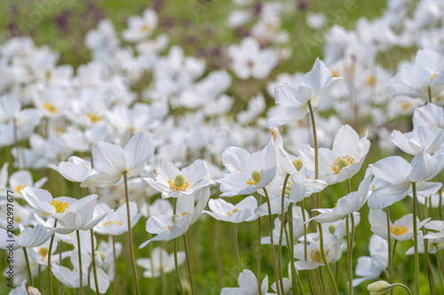 Cuadro en lienzo A dense field of blooming white snowdrop anemone flowers on tall green stems in a sunny spring meadow