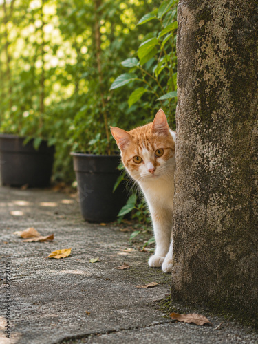 Curious Orange and White Tabby Cat Peeking from Behind a Garden Wall
