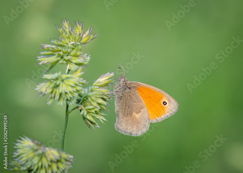 Foto A small heath butterfly perches on a wild grass stem against a soft green background