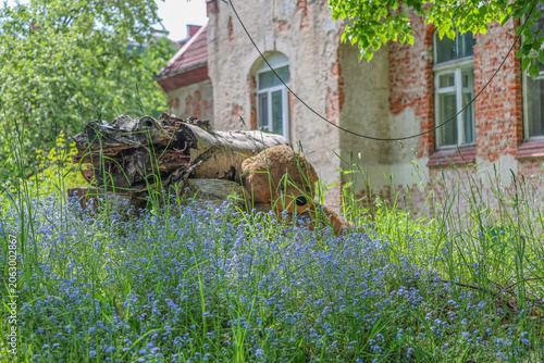 a weathered plush teddy bear nestled behind a fallen log in an overgrown garden.