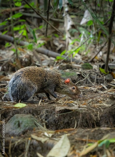 Принти на полотні Full-body side view of an agouti foraging on the forest floor