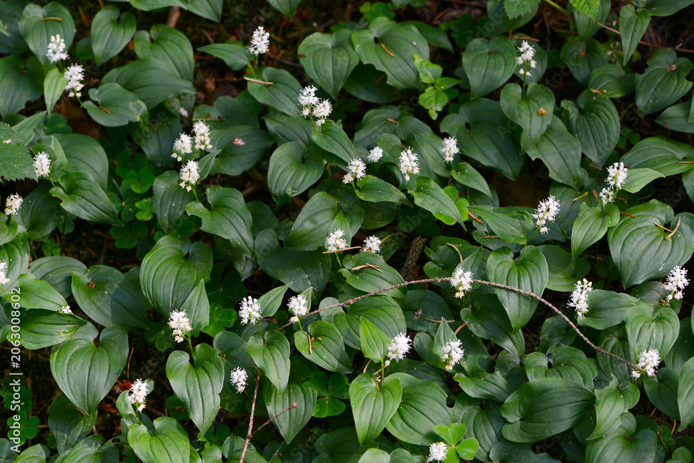 Fototapeta premium Schattenblümchen, Zweiblättriges, Maianthemum bifolium, Blüte