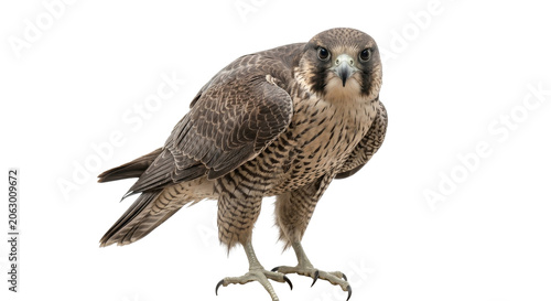 Obraz na plátně Close-up of a young falcon showcasing its striking plumage and keen gaze