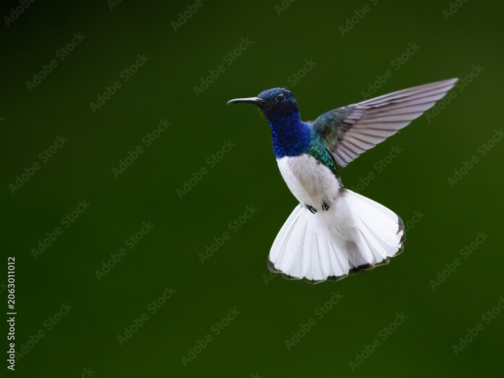 Fototapeta premium Male White-necked Jacobin Hummingbird Hovering with Spread Wings