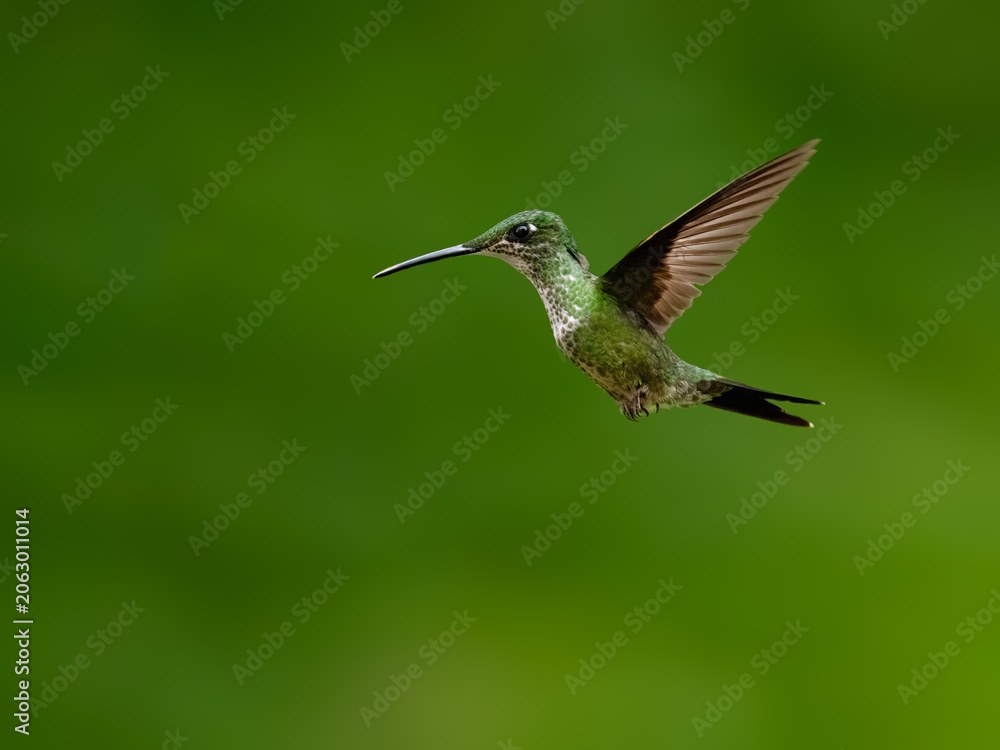 Fototapeta premium Empress Brilliant Hummingbird Flying Against Blurred Green Forest Background