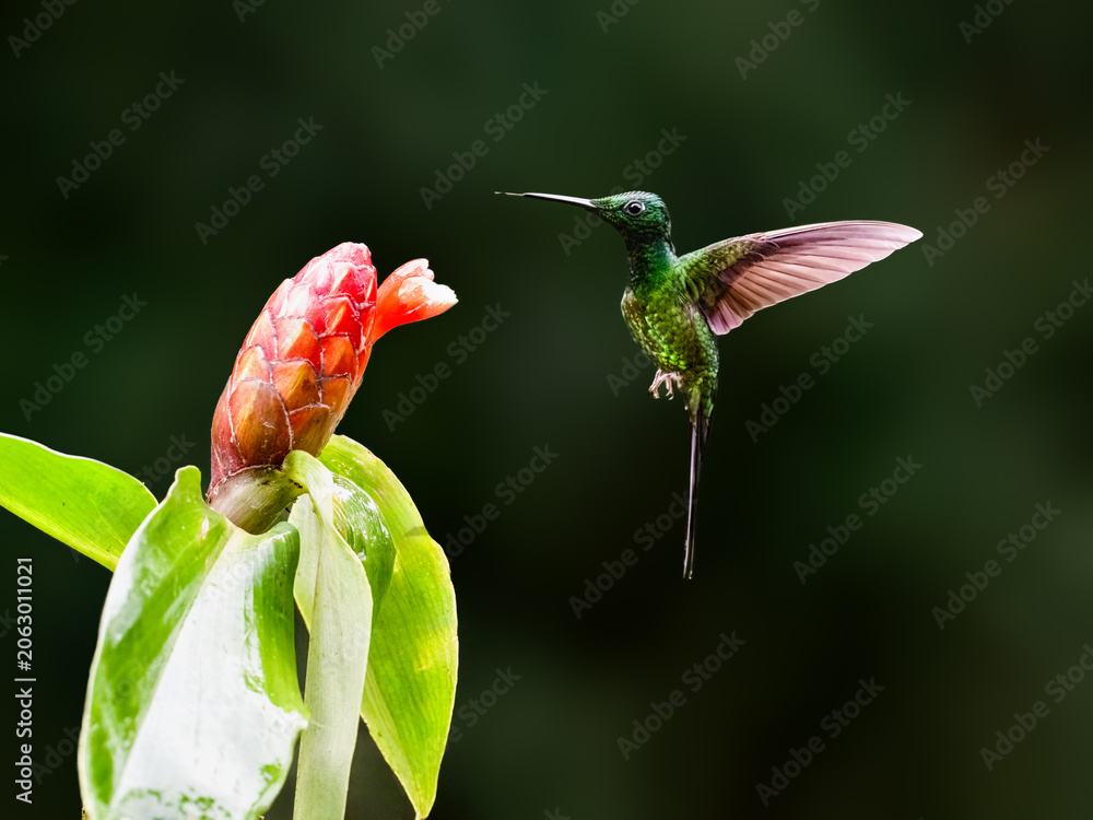 Fototapeta premium Empress Brilliant Hummingbird Hovering Near Red Flower In Rainforest