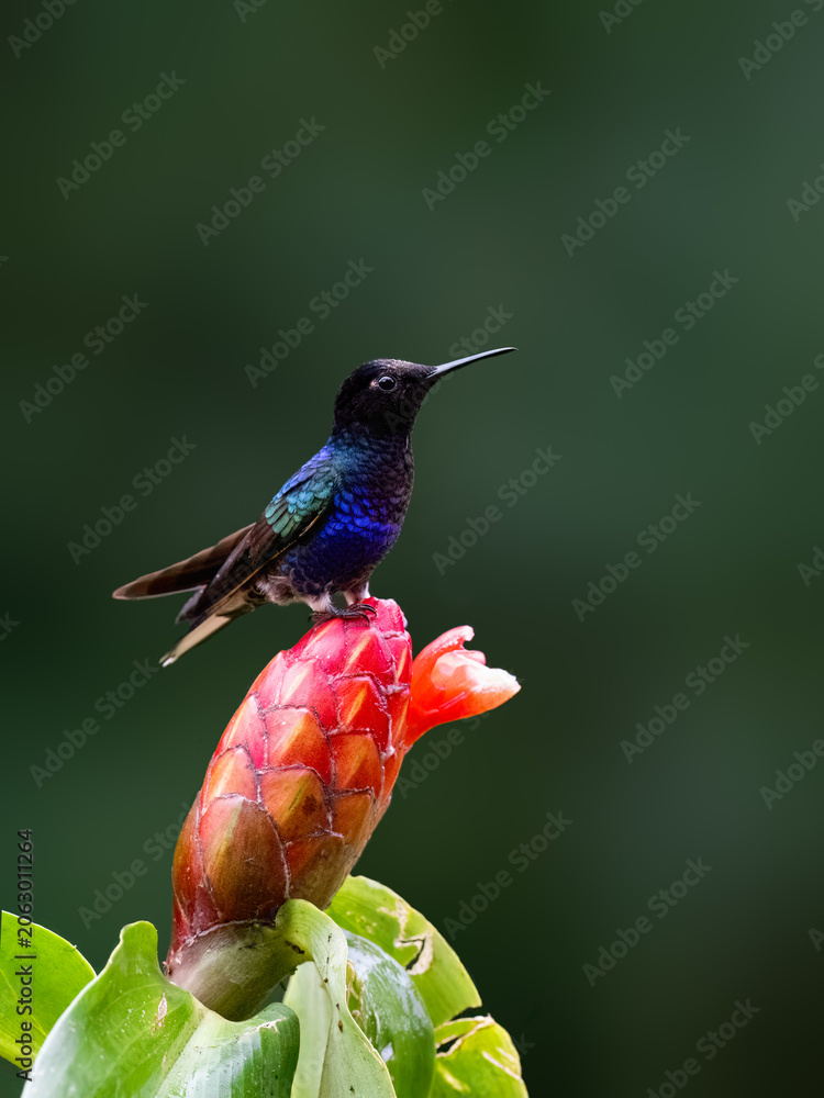 Fototapeta premium Male Velvet-purple Coronet Hummingbird Perched on Tropical Red Flower
