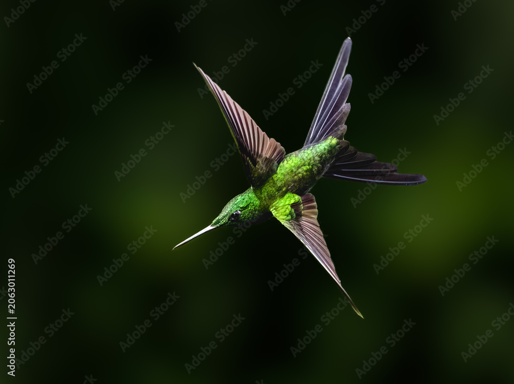 Fototapeta premium Empress Brilliant Hummingbird In Mid-Air Flight Against Dark Background