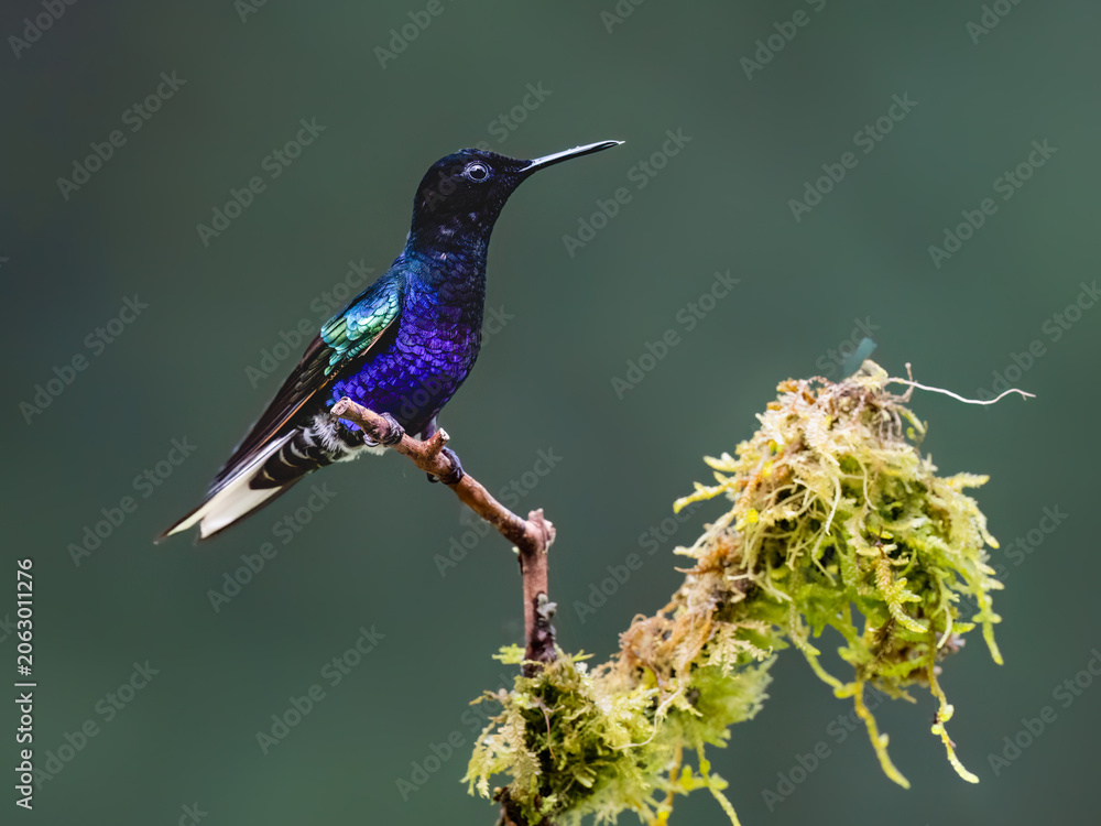 Fototapeta premium Velvet-purple Coronet Hummingbird Stretching Wings On Mossy Perch