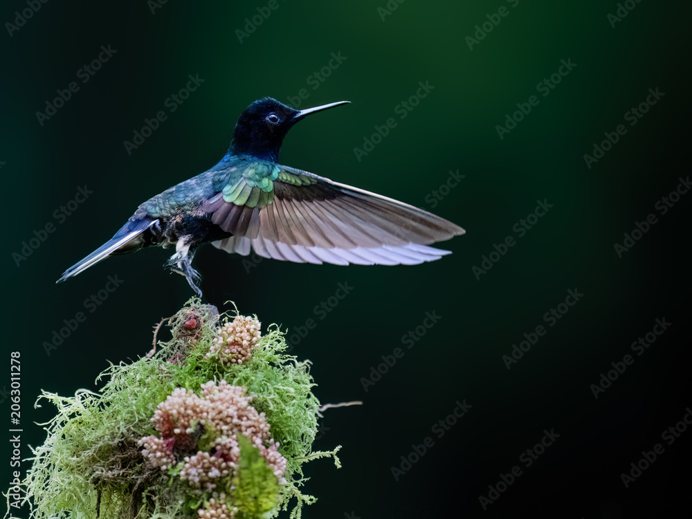 Fototapeta premium Velvet-purple Coronet Hummingbird Stretching Wings On Mossy Perch