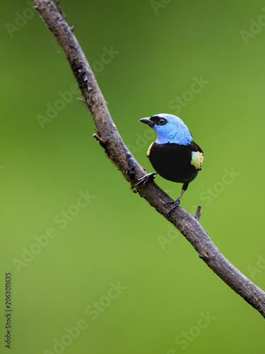 Blue-necked Tanager Perched on Log with Green Background