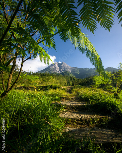 tropical landscape with palm trees