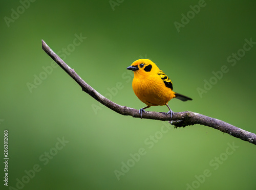 Golden Tanager Perching on a Branch in Tropical Rainforest
