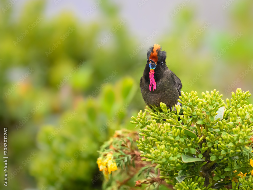 Fototapeta premium Male Rainbow-bearded Thornbill Hummingbird Perched on Green Flowering Bush