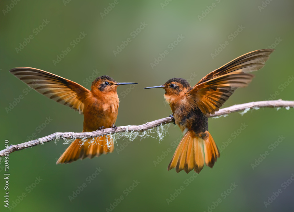 Fototapeta premium Pair of Shining Sunbeam Hummingbirds Interacting on Mossy Perch