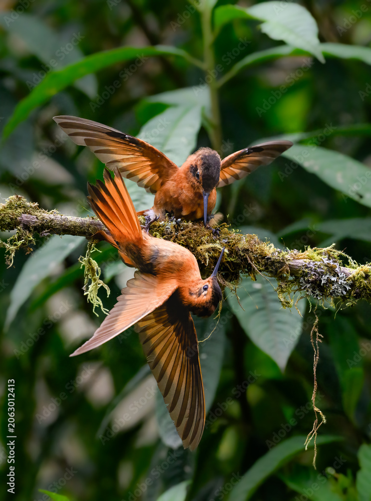 Fototapeta premium Two Shining Sunbeam Hummingbirds Interacting on a Mossy Branch