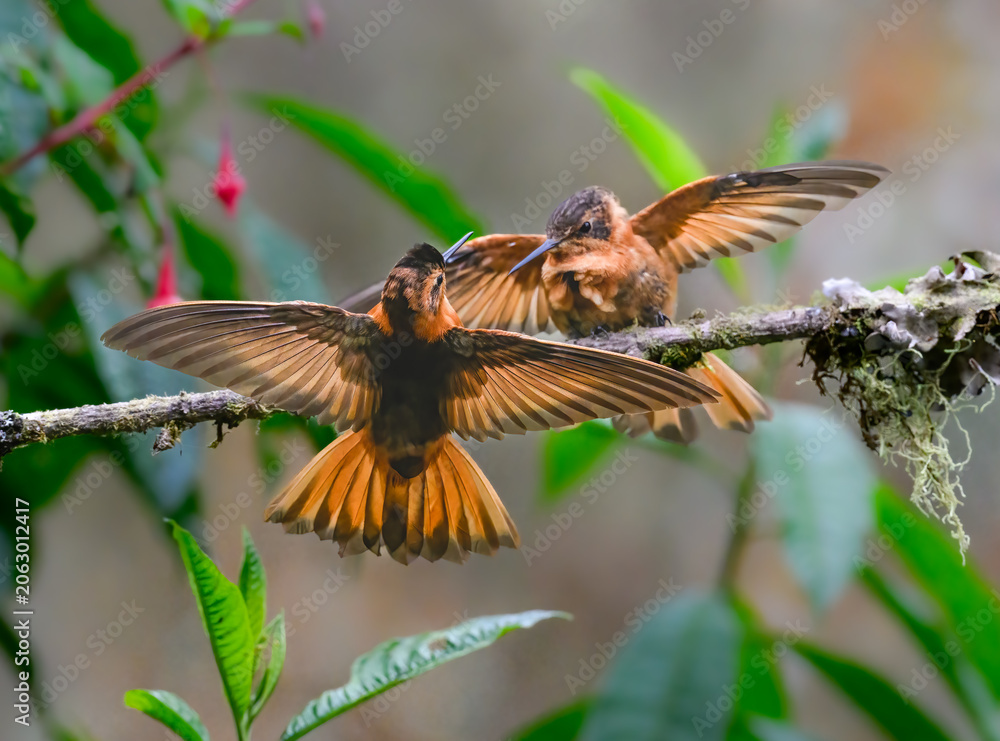 Fototapeta premium Two Shining Sunbeam Hummingbirds Interacting on a Mossy Branch