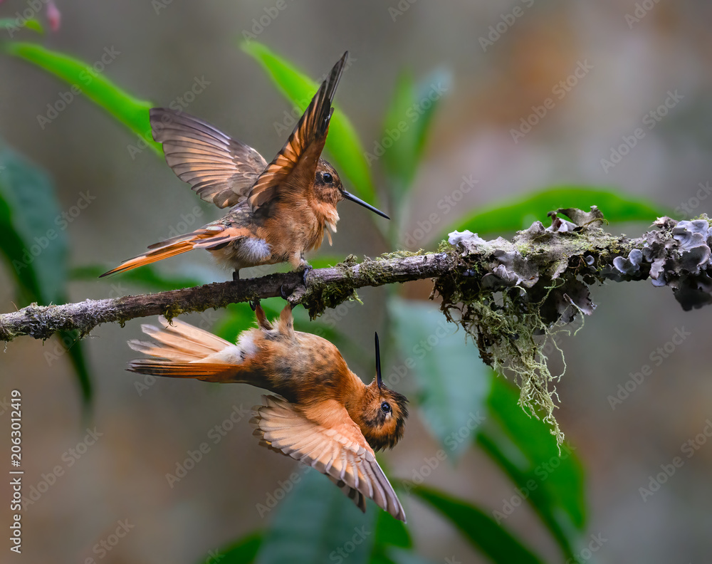 Fototapeta premium Two Shining Sunbeam Hummingbirds Interacting on a Mossy Branch