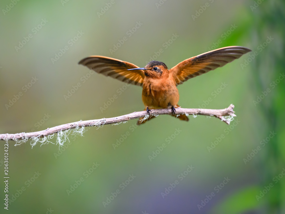 Fototapeta premium Shining Sunbeam Hummingbird Perched on Mossy Branch With Wings Spread