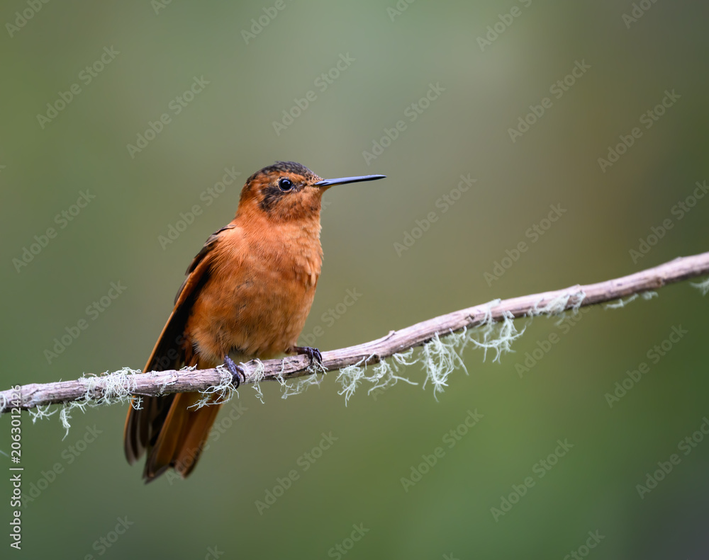 Fototapeta premium Shining Sunbeam Hummingbird Perched on a Thin Tree Branch