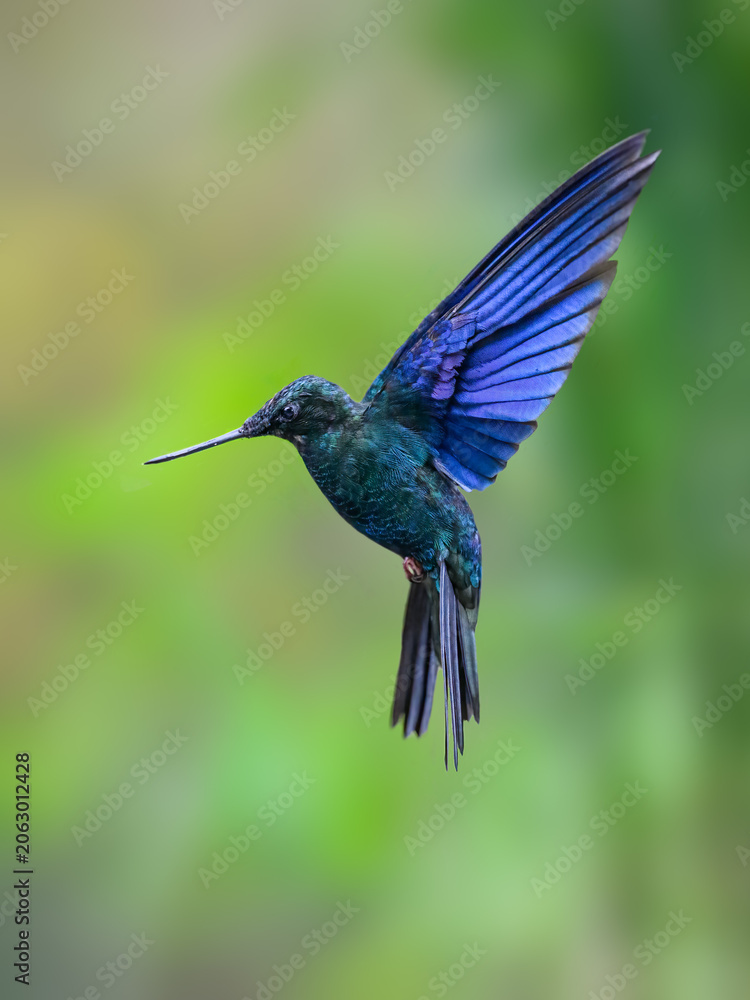 Fototapeta premium Great Sapphirewing Hummingbird Hovering In Flight In Tropical Forest