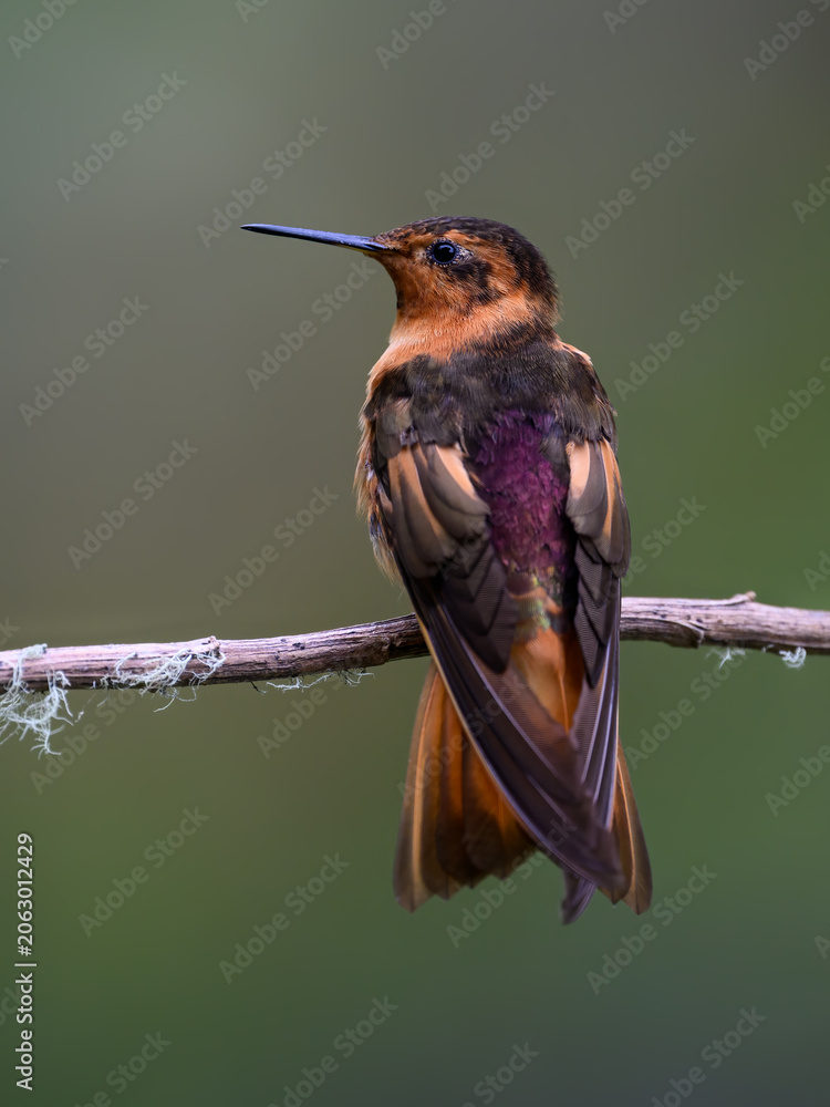 Fototapeta premium Shining Sunbeam Hummingbird Perched on a Thin Tree Branch