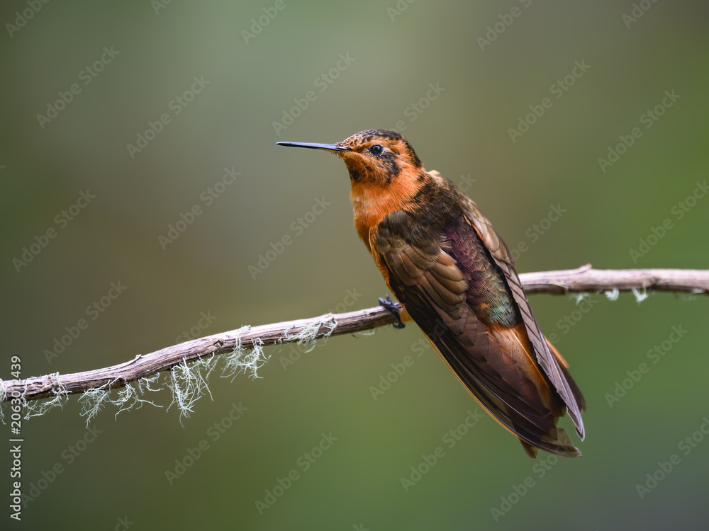Fototapeta premium Shining Sunbeam Hummingbird Perched on a Thin Tree Branch