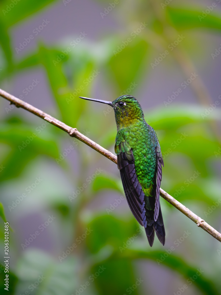 Fototapeta premium Golden-breasted Puffleg Hummingbird Perched on Thin Branch in Rainforest