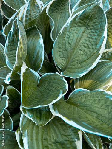 Green Foliage on a Branch Macro Spring Plants