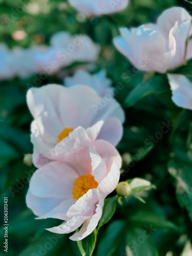 Pink Peonies Macro Spring Flowers