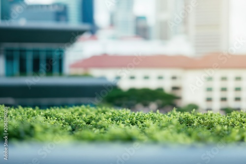 Green Rooftop Garden With Blurred Modern City Background