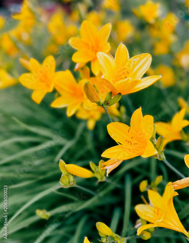 Yellow Daylily Macro Spring Flowers