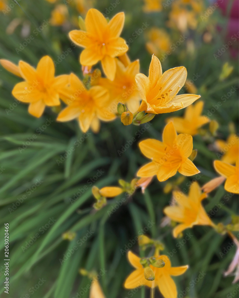 Fototapeta premium Yellow Daylily Macro Spring Flowers