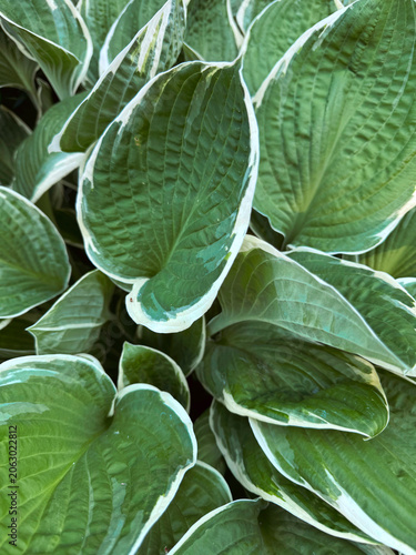 Green Foliage on a Branch Macro Spring Plants