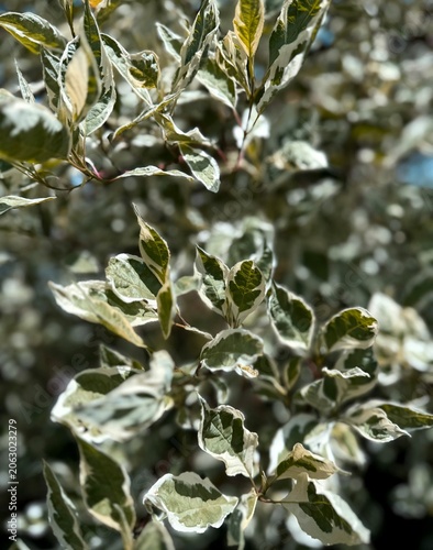 Green Foliage on a Branch Macro Spring Plants
