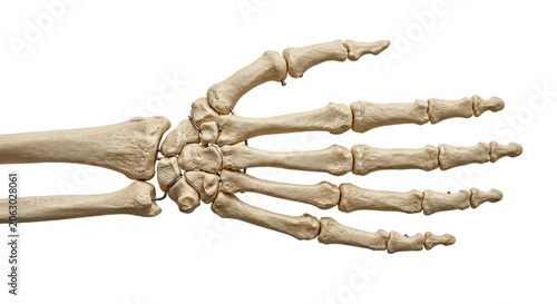 Foto Detailed human hand skeleton model showing bones and joints on a white backgroun