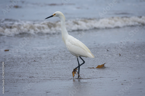 White Egret