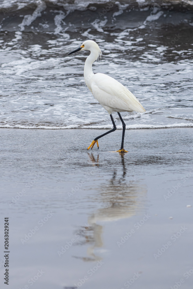 Fototapeta premium White Egret