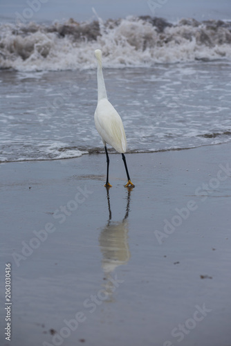 White Egret