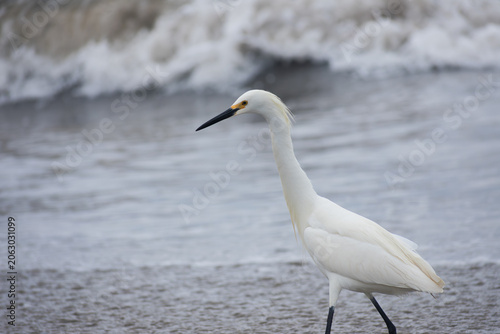 White Egret