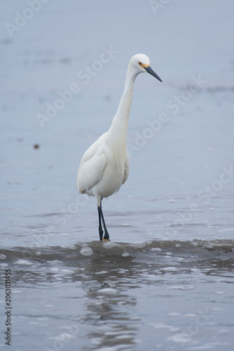 White Egret