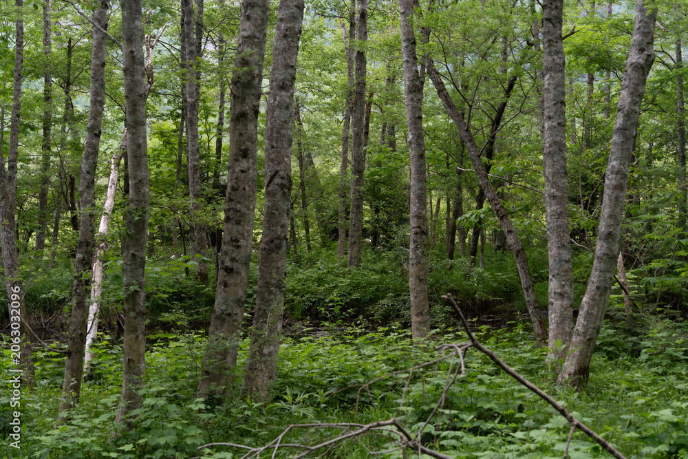 Fototapeta premium A peaceful walking trail winds through a lush, fresh green forest in Kamikochi, Nagano, Japan, with moss-covered tree stumps along the path.