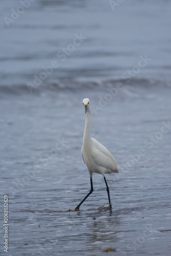 White Egret