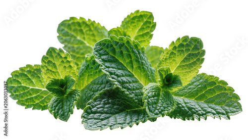 Fotografie Fresh green mint leaves with textured surface
