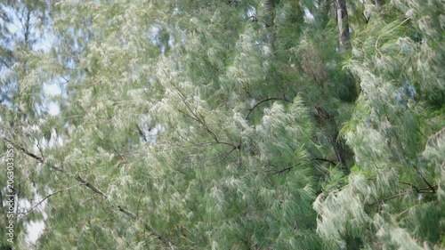 Wind-swept Foliage: A dense canopy of trees with light green and silver foliage sways rhythmically in a strong breeze, creating a dynamic and serene natural scene.
