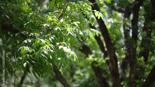 Sunlight Filtering Through Lush Green Leaves: A close-up view of vibrant green foliage, with sunlight gracefully dappling through the leaves.