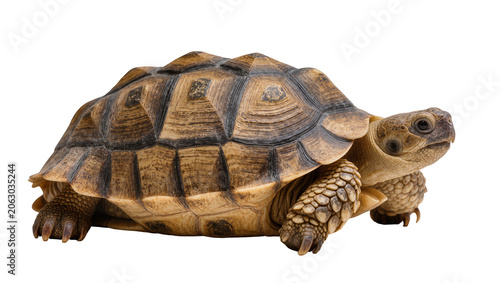 Billede på lærred Sulcata tortoise reptile with textured shell and scales